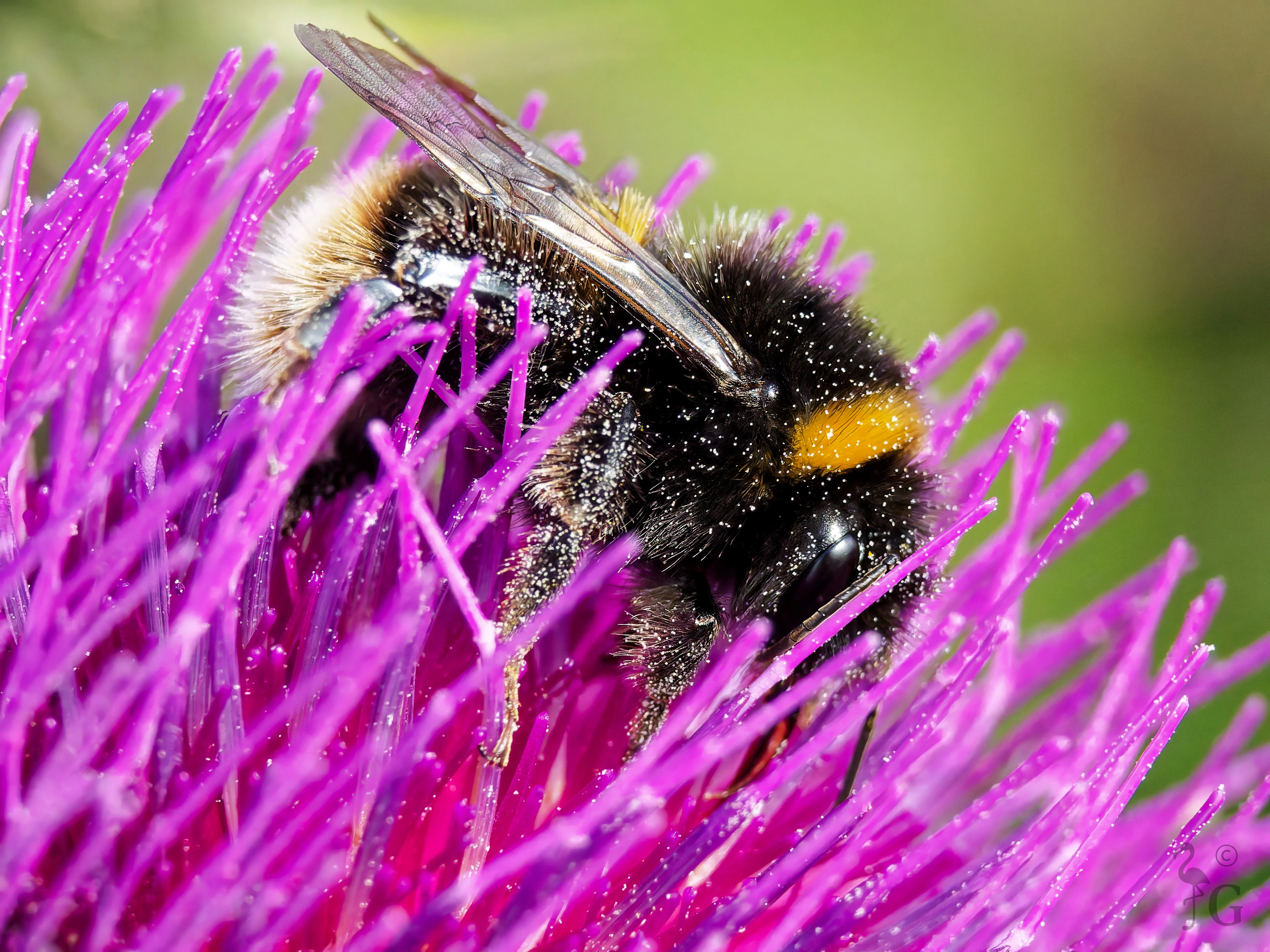 beeinthistle