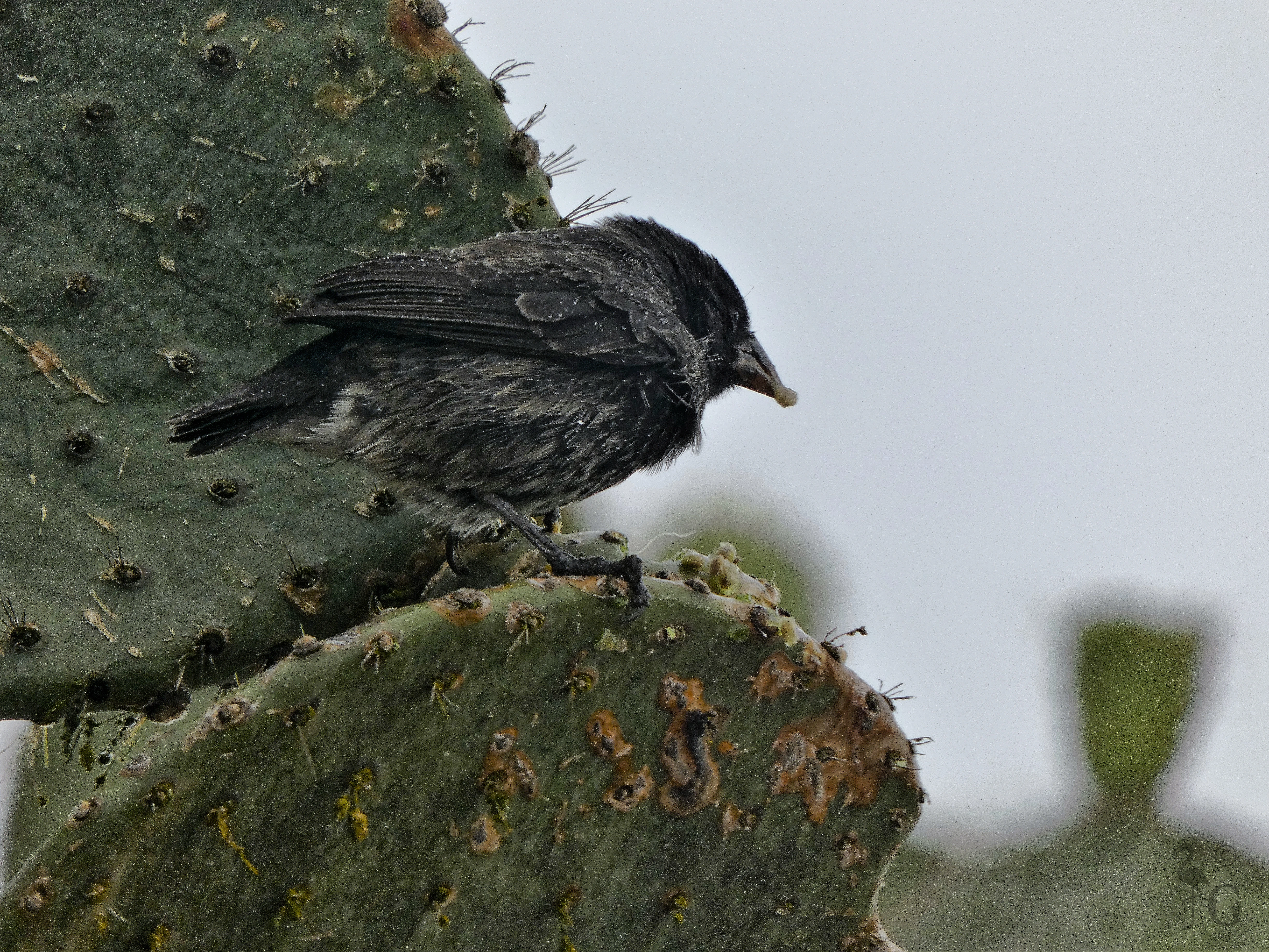 cactus_finch