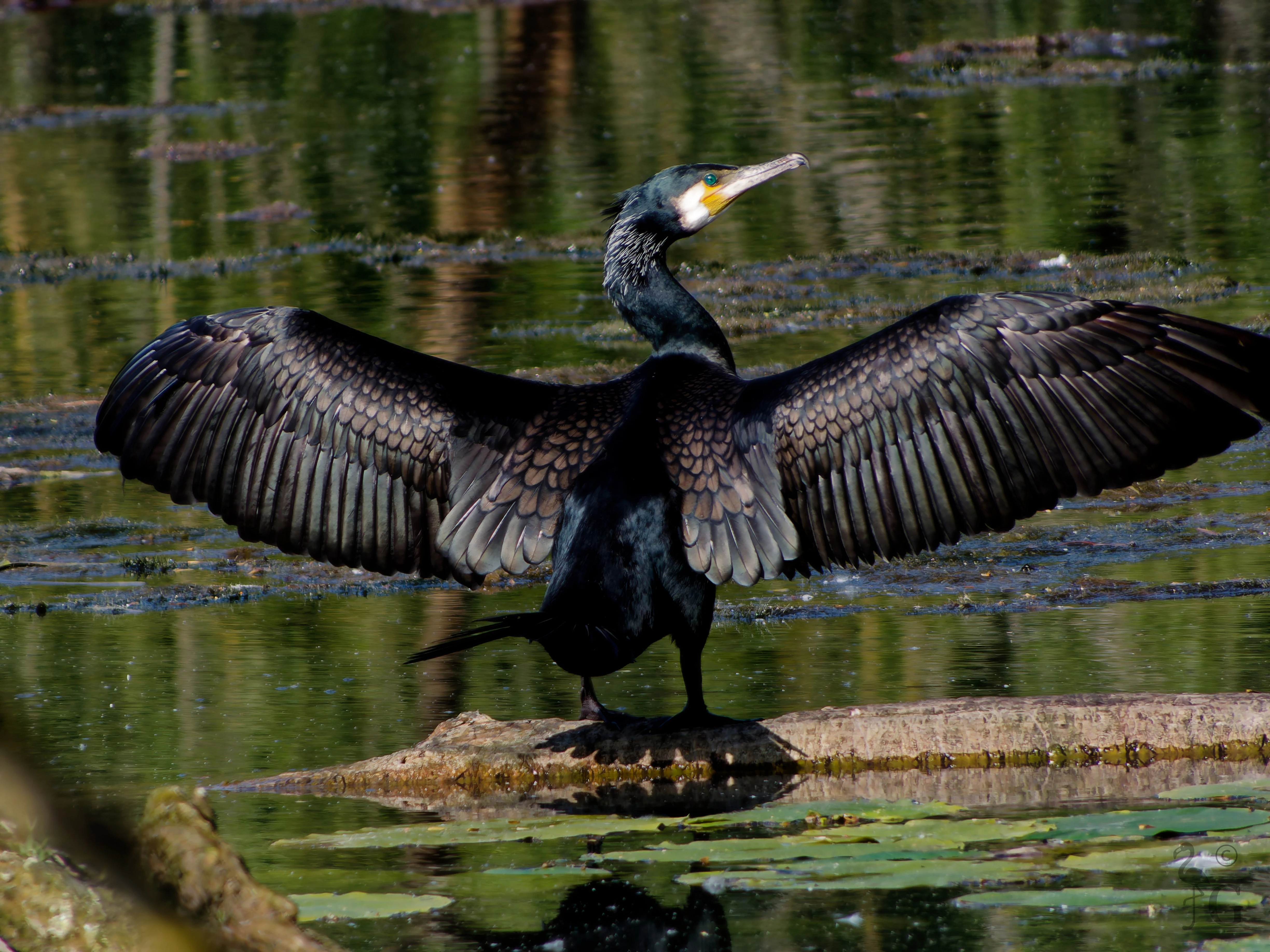 cormorant