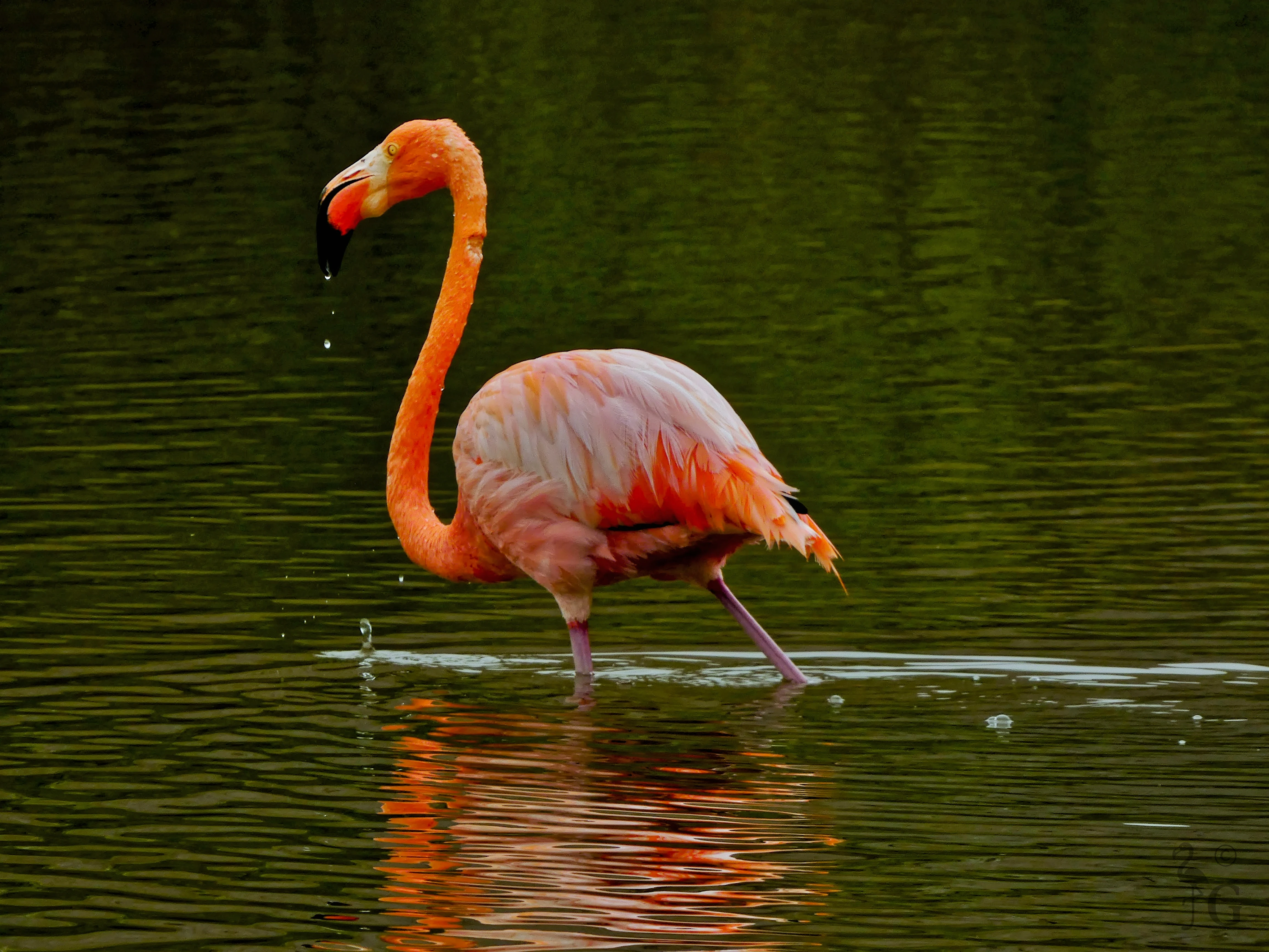 flamingy