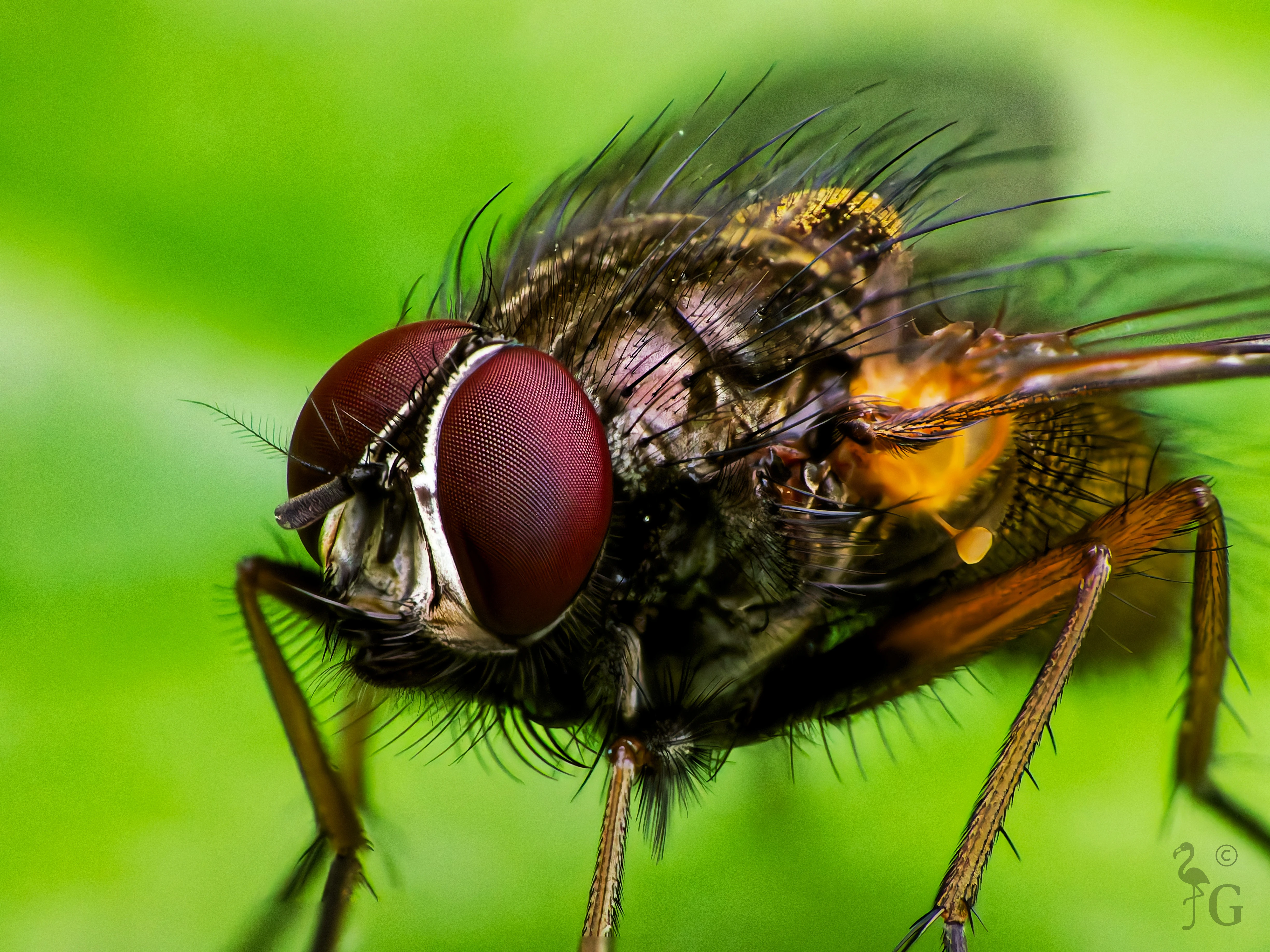 fly_photo_stacked_dxo