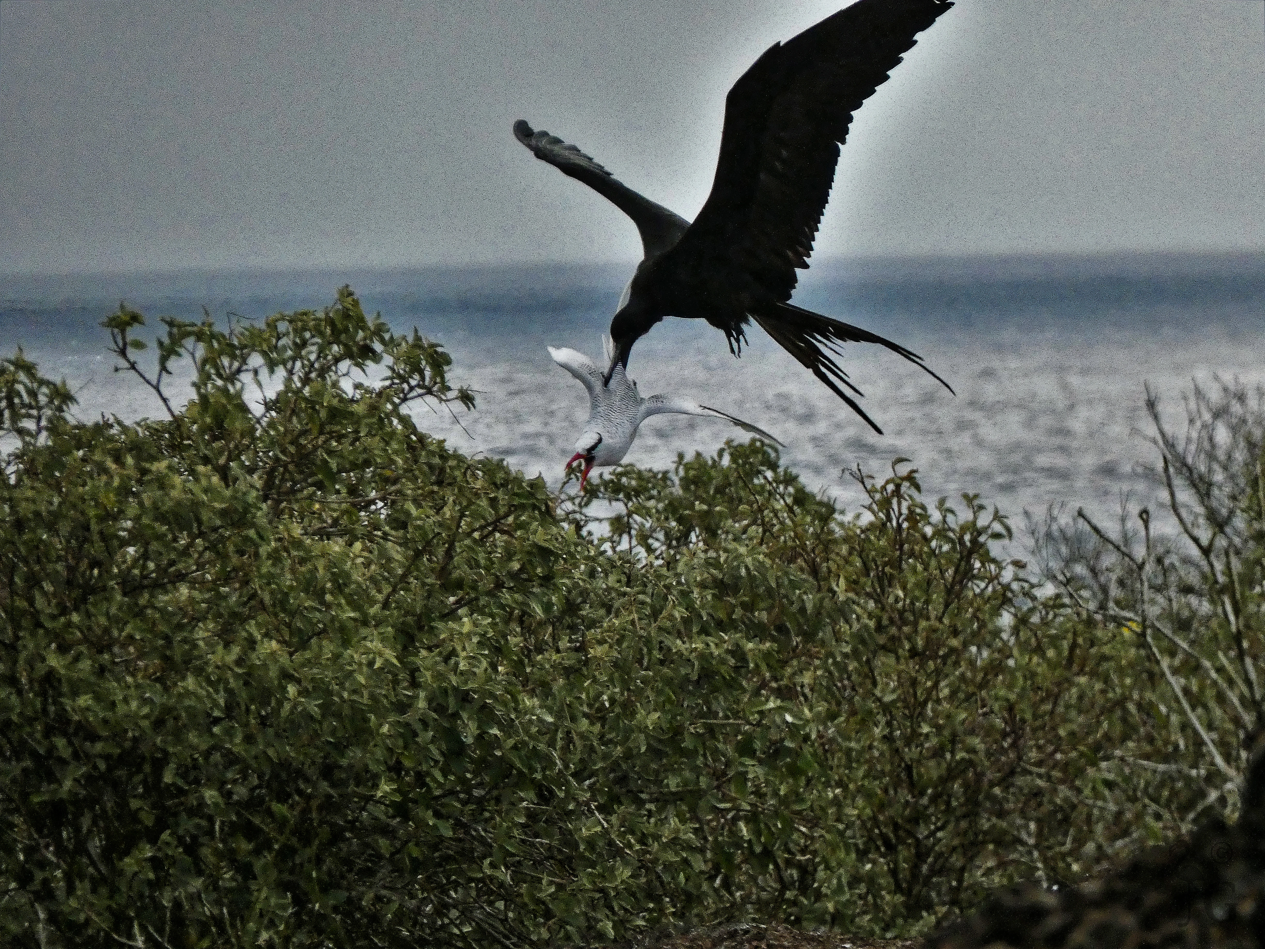 frigate_attacking_tropic_bird