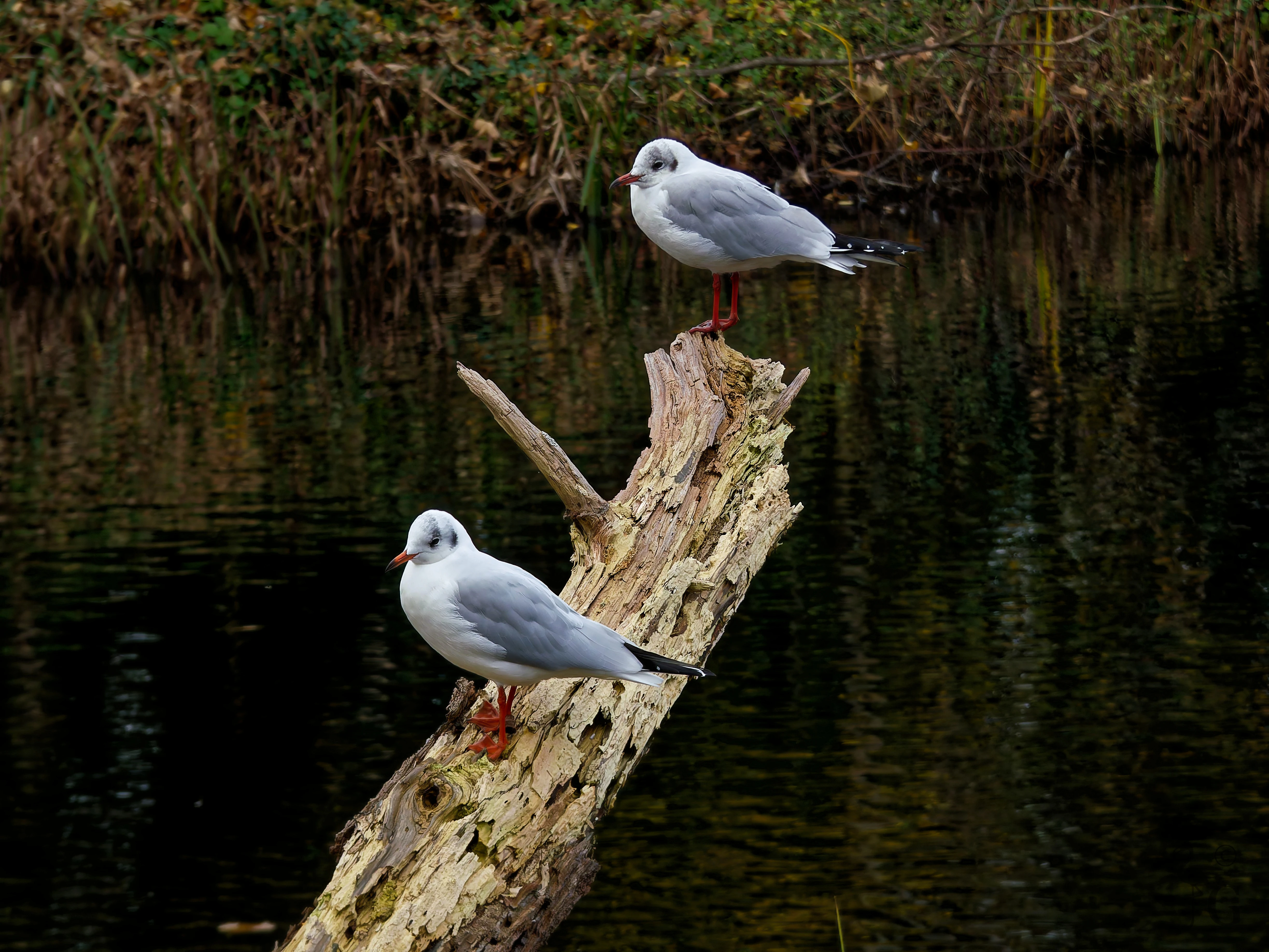 gulls