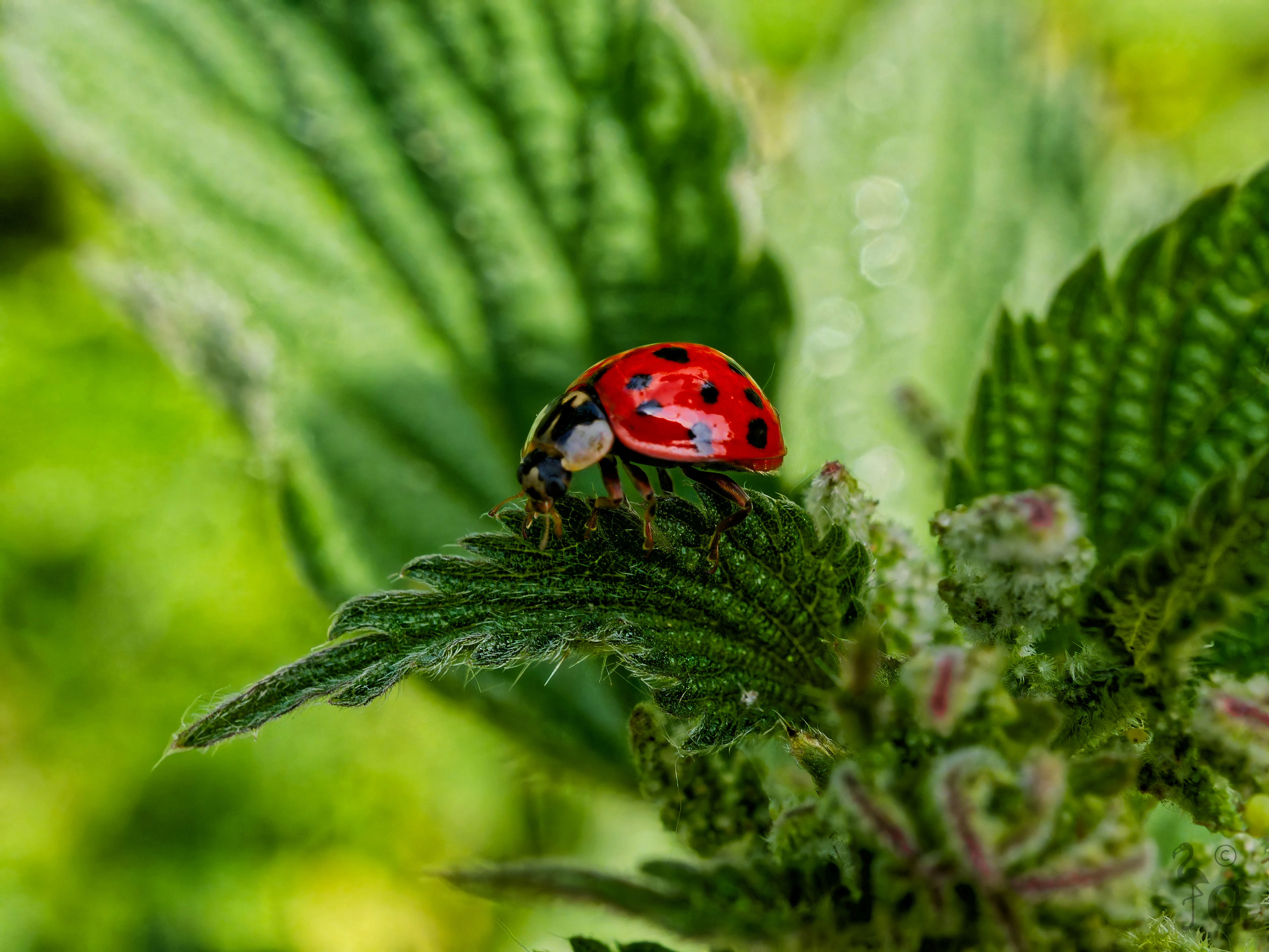 ladybug