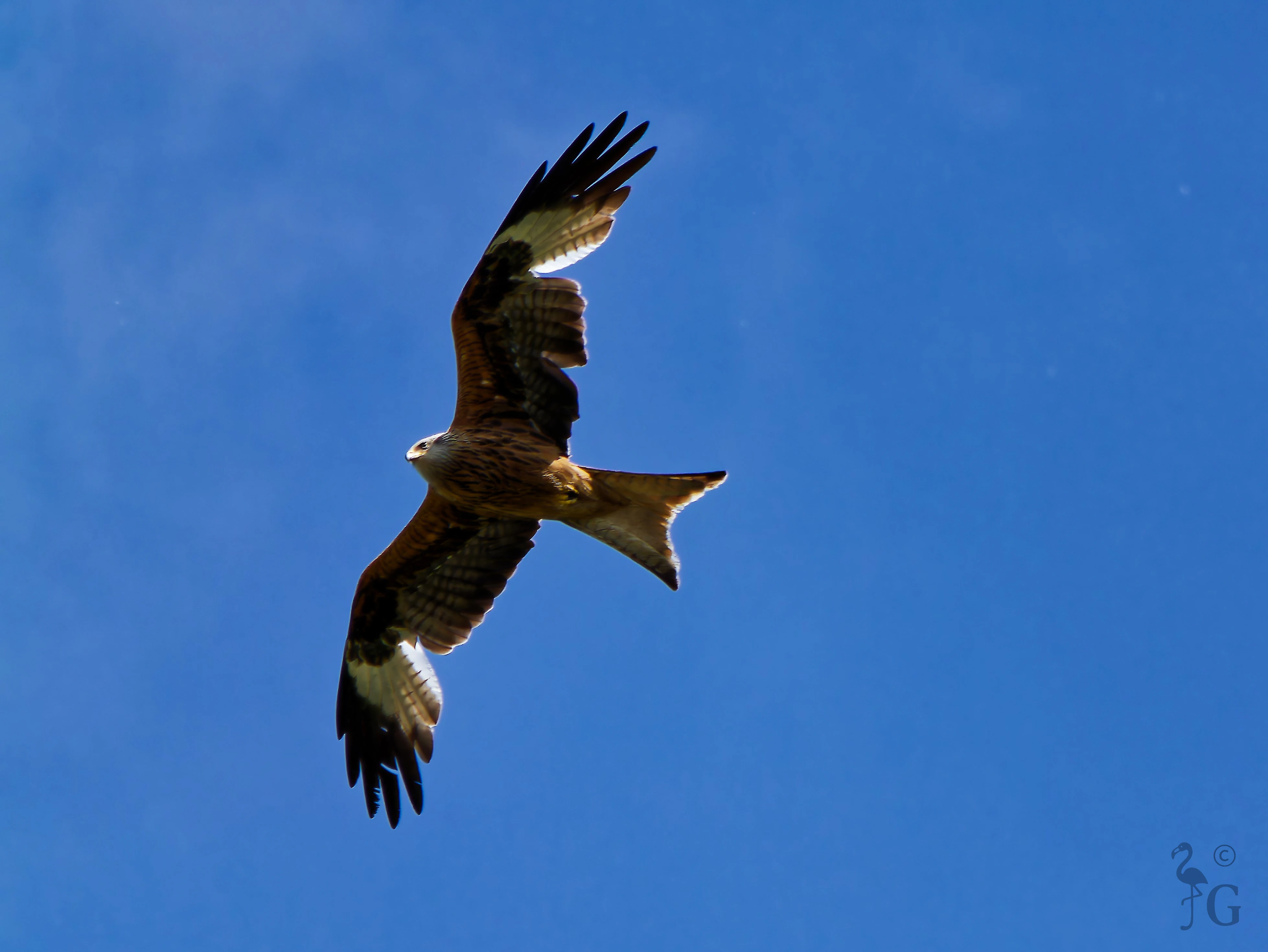 redkite