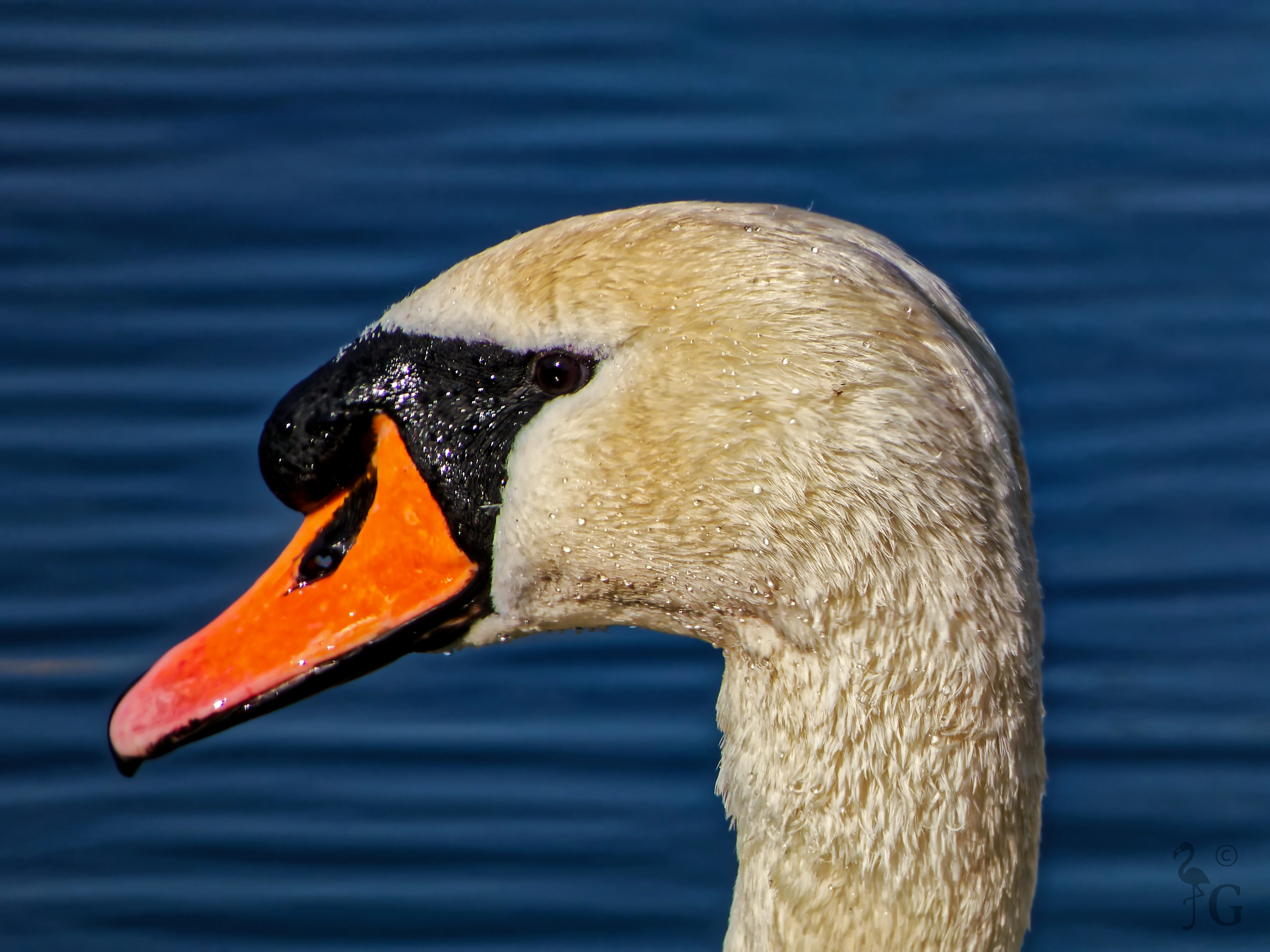 swan